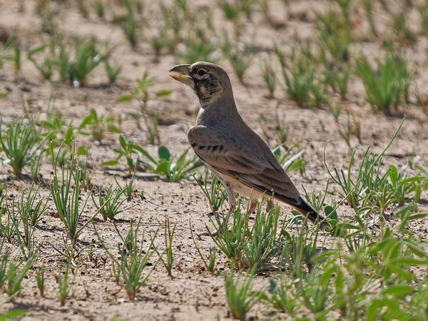 <h3><a href="/trips/marokko/biota/animalia/chordata/aves/040 passeriformes/073 alaudidae/ramphocoris clotbey/ramphocoris clotbey-nl.html">Ramphocoris&nbsp;clotbey</a> / Thick‑billed&nbsp;lark / Diksnavelleeuwerik</h3>OM-1 Mark II met OLYMPUS M.150-400mm F4.5 TC, 1/2000 sec  bij F5.6, ISO 400, afstand 21.1&nbsp;m